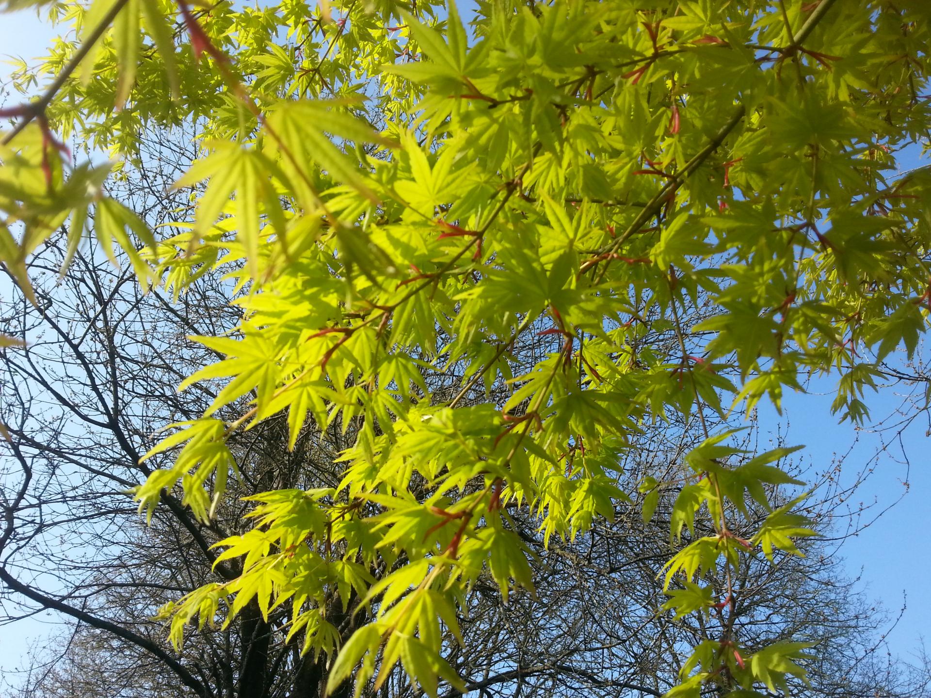 Acer palmatum 'Katsura'