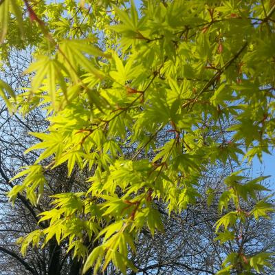 Acer palmatum 'Katsura'