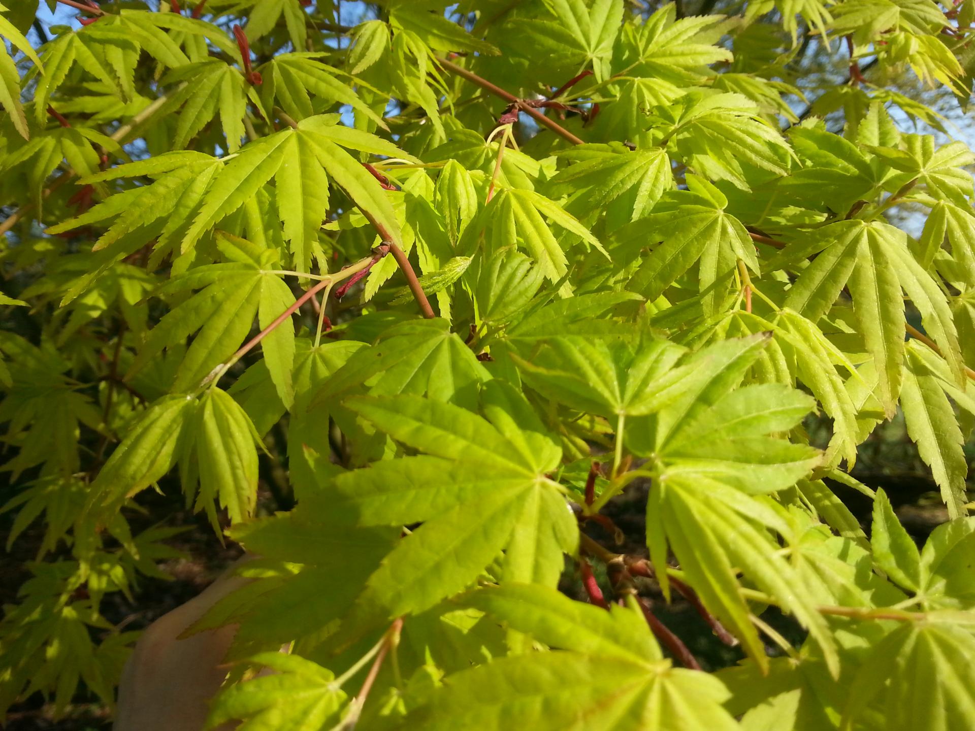 Acer palmatum 'Katsura'