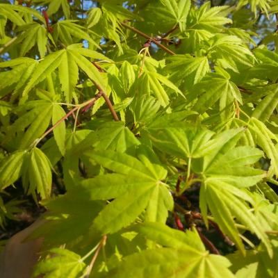 Acer palmatum 'Katsura'