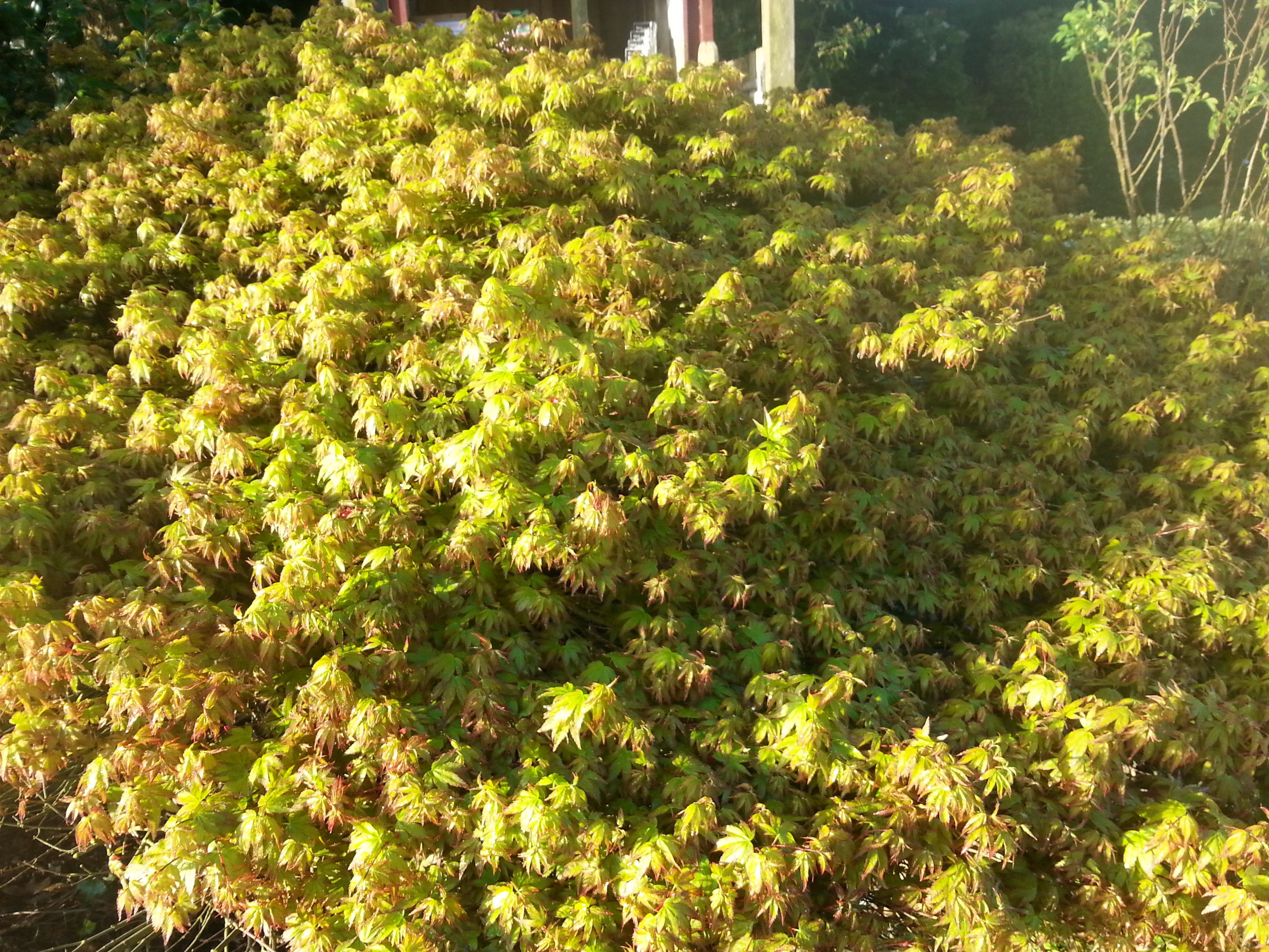 Acer palmatum 'Murasaki-kiyohime'