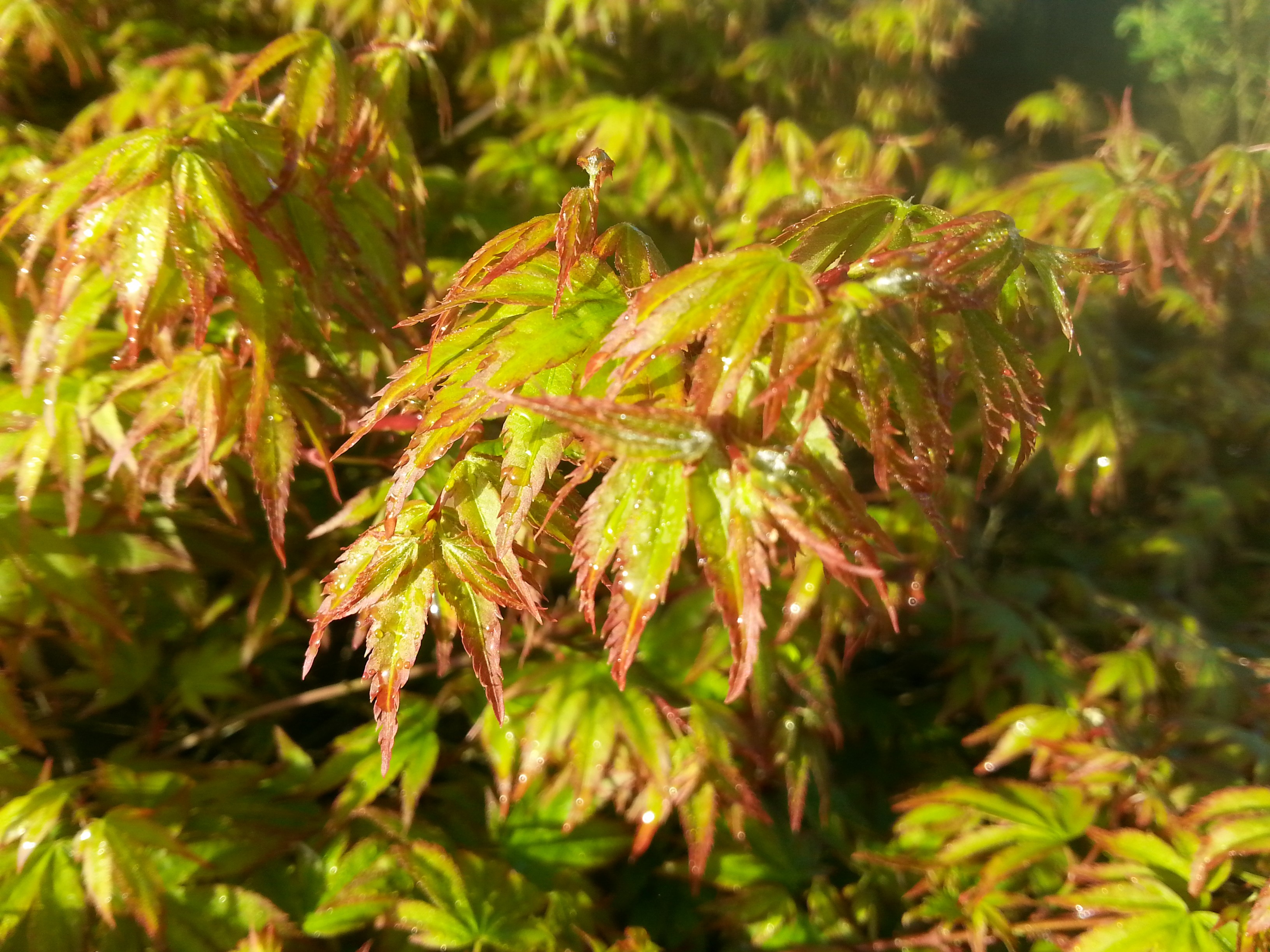 Acer palmatum 'Murasaki-kiyohime'