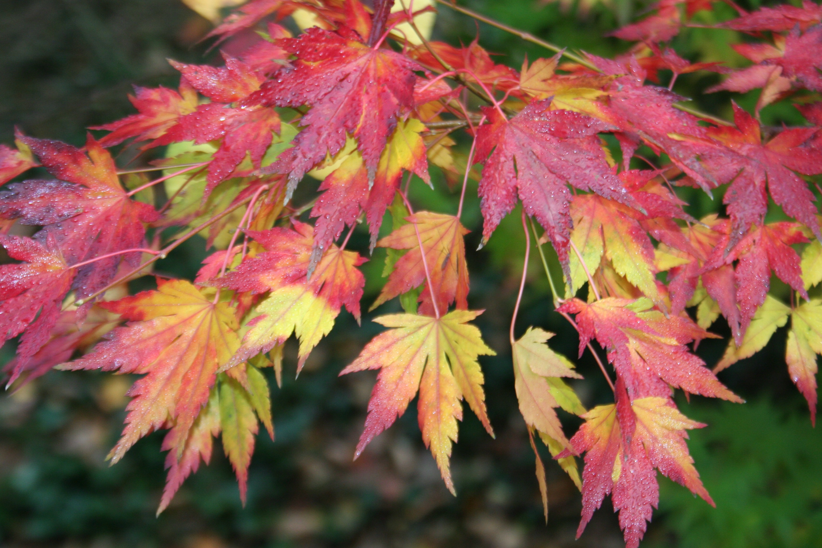 Acer palmatum 'Orange Dream'