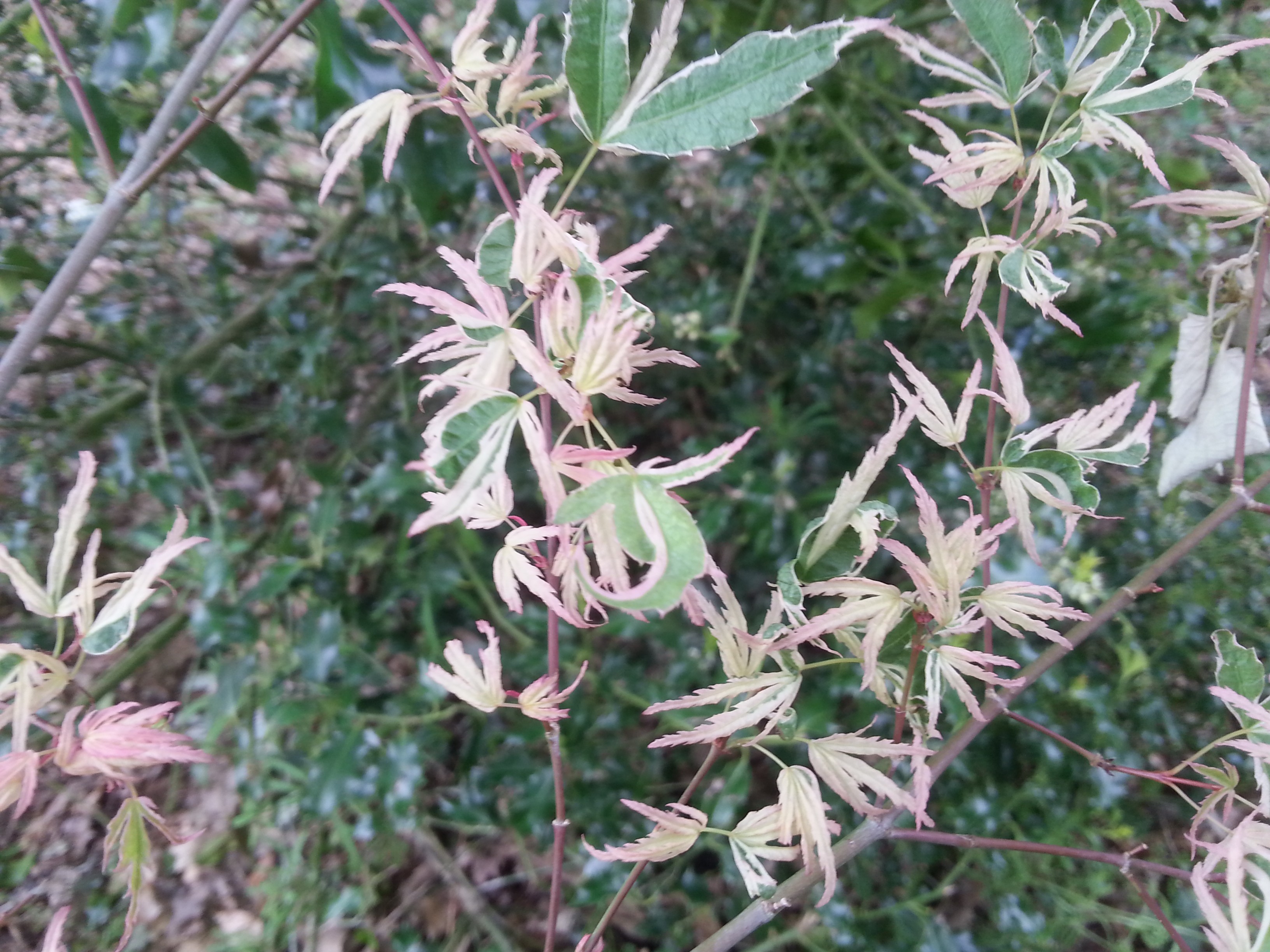 Acer palmatum 'Oridono-nishiki'