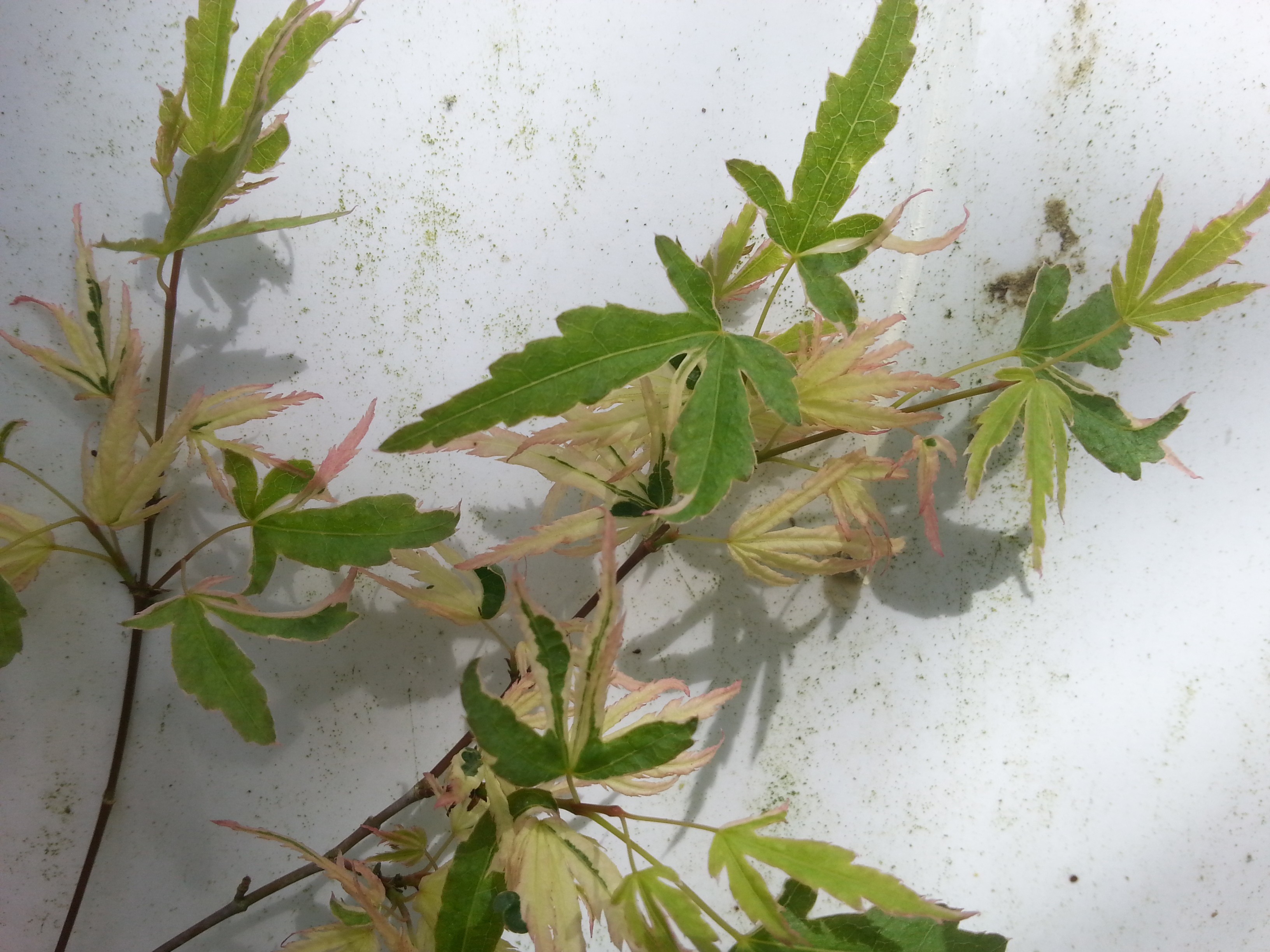 Acer palmatum 'Oridono-nishiki'