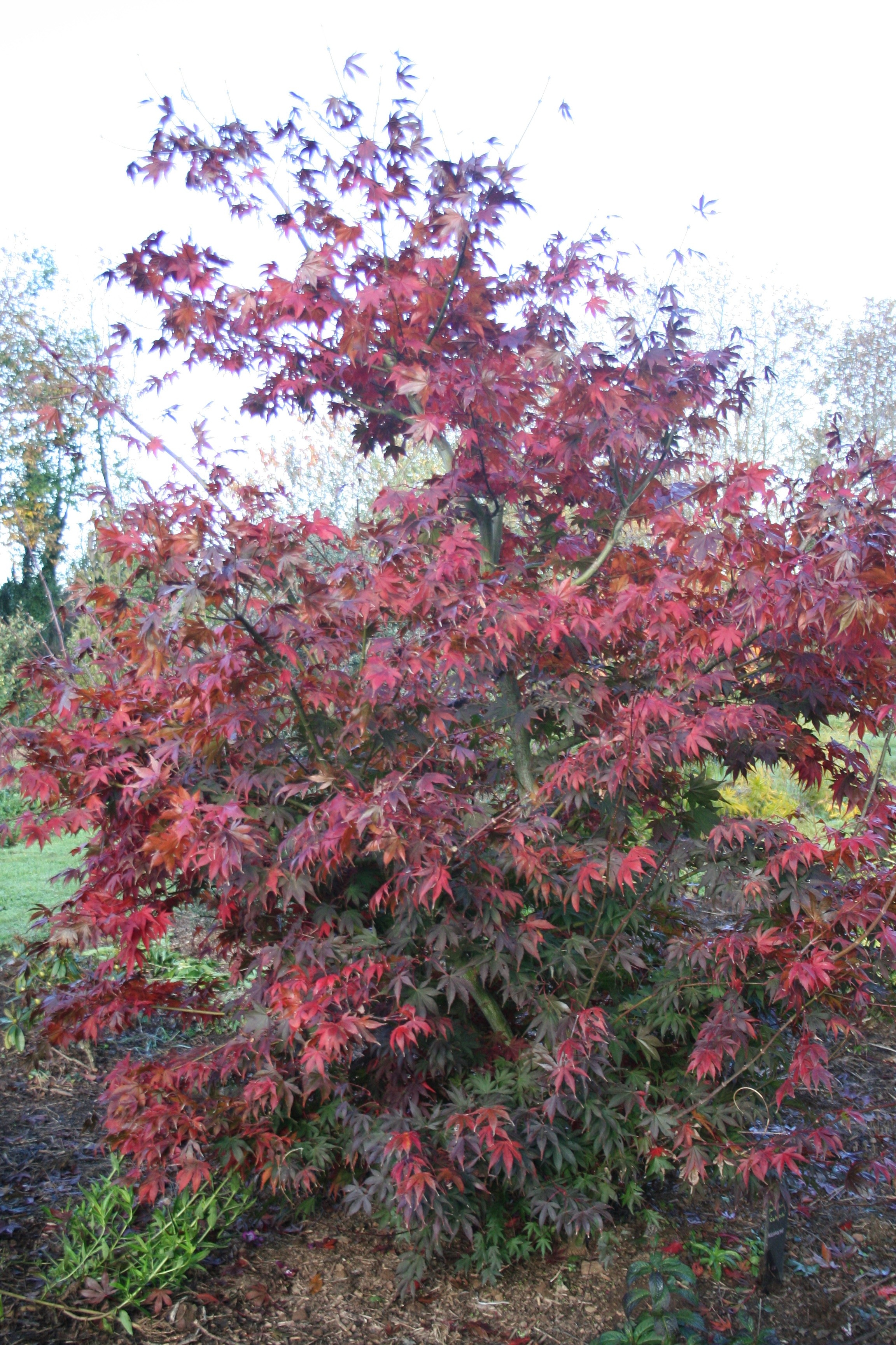 Acer palmatum 'Ôsakazuki'