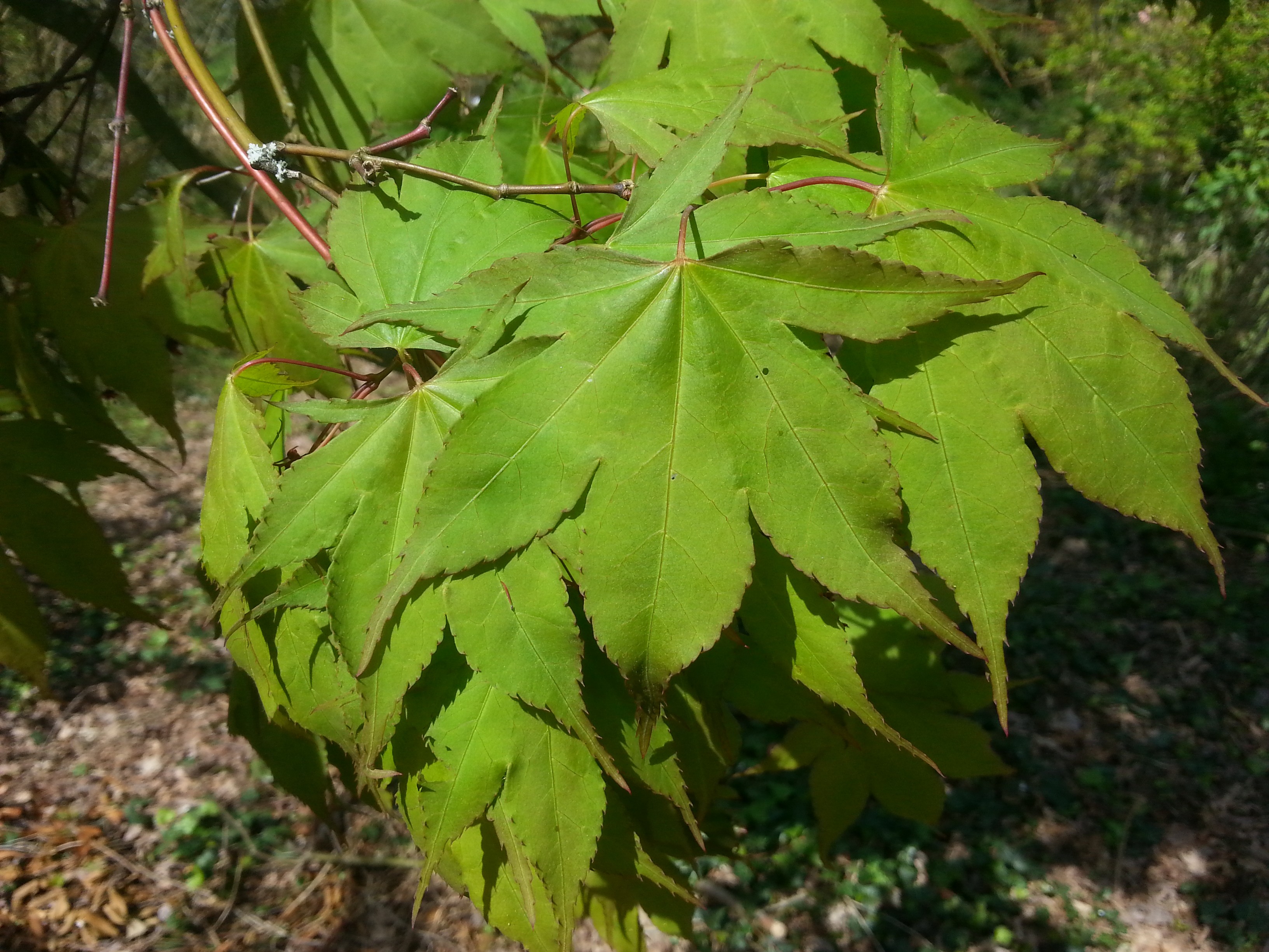 Acer palmatum 'Ôsakazuki'