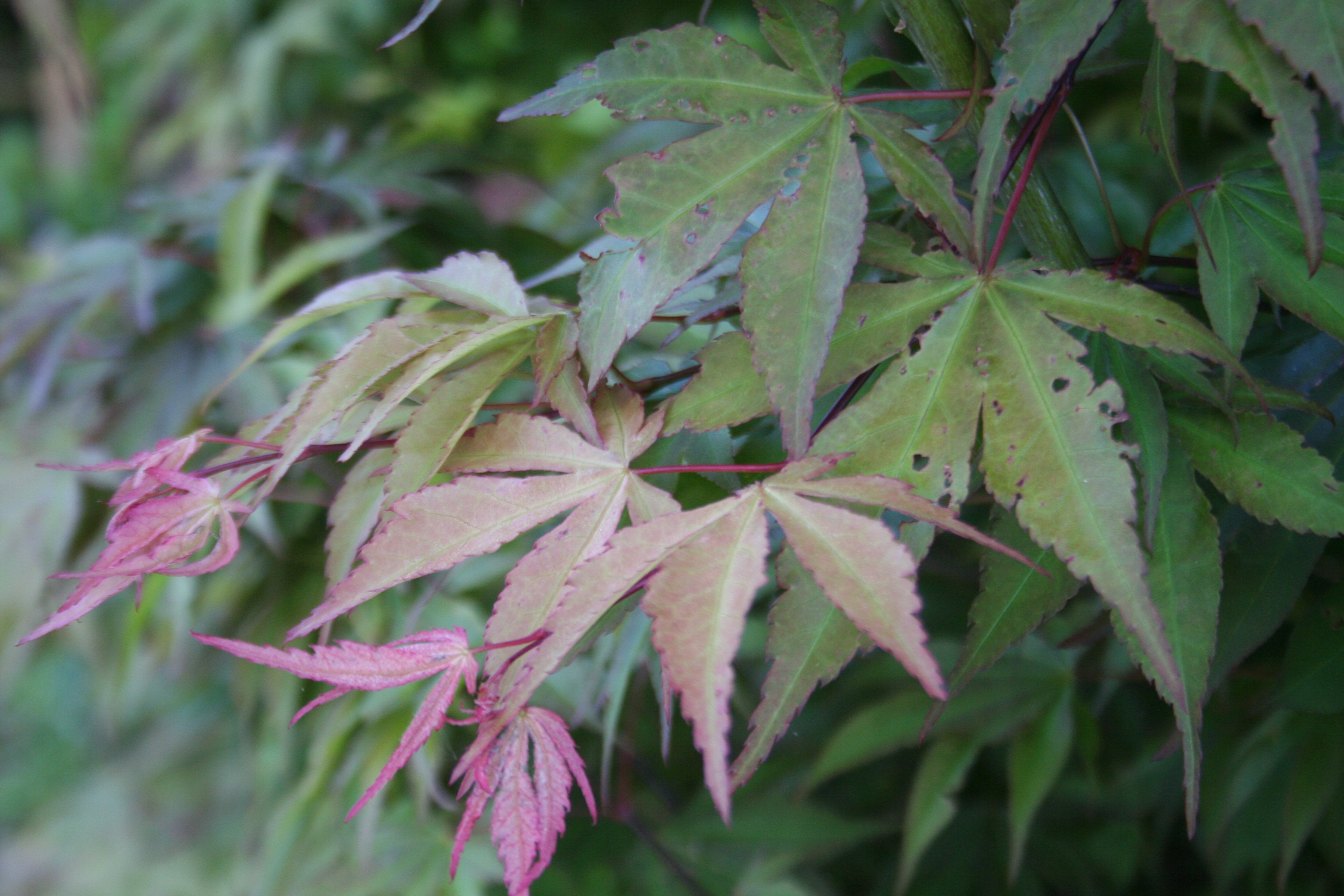 Acer palmatum 'Ôsakazuki'