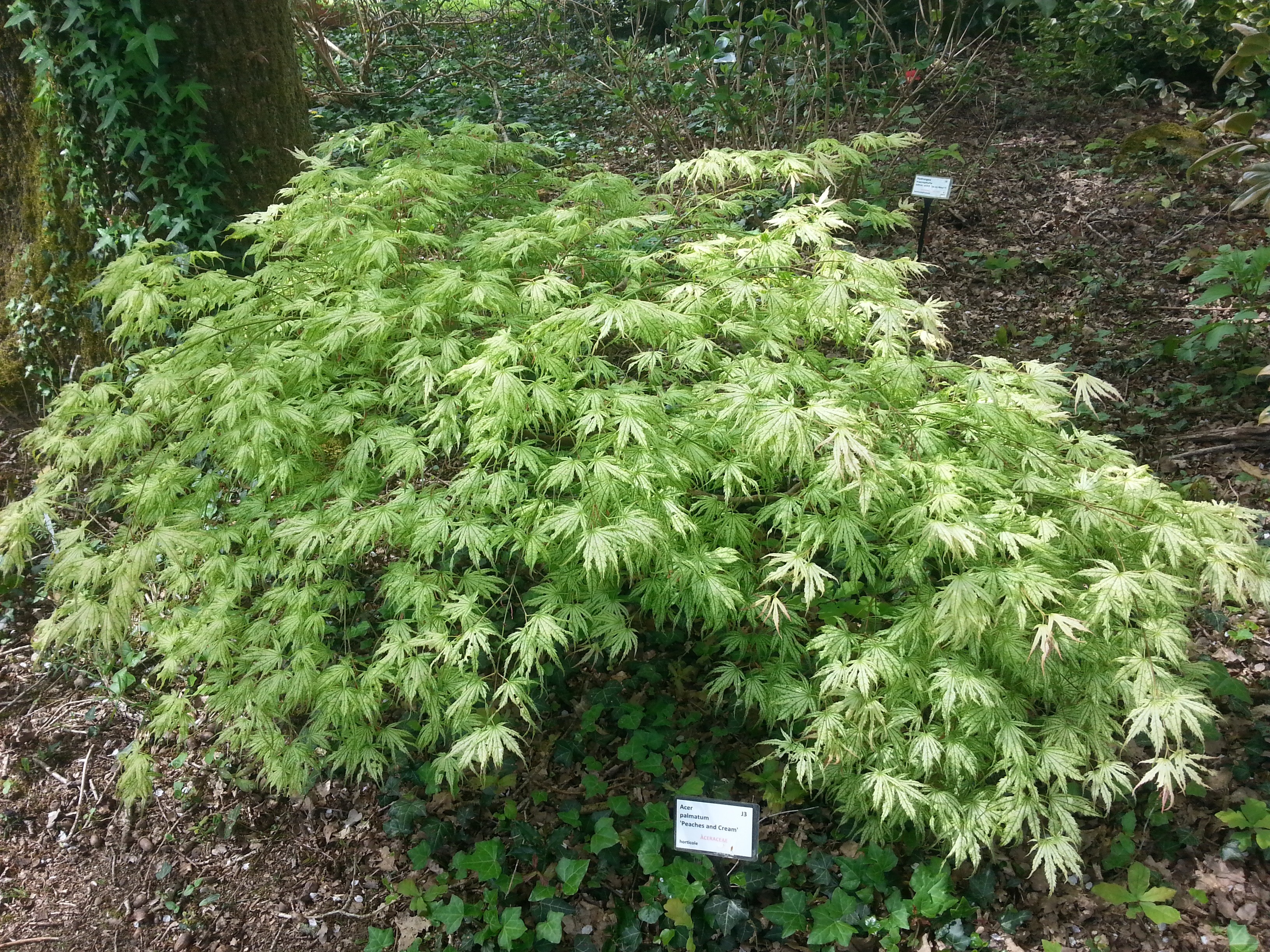 Acer palmatum 'Peaches and Cream'