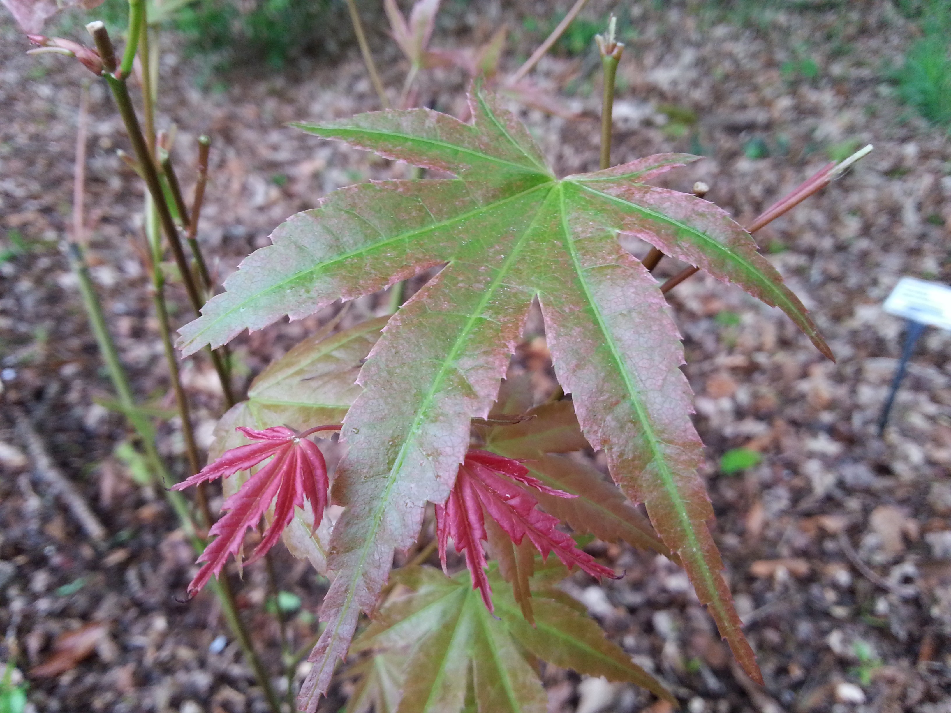 Acer palmatum 'Phoenix'