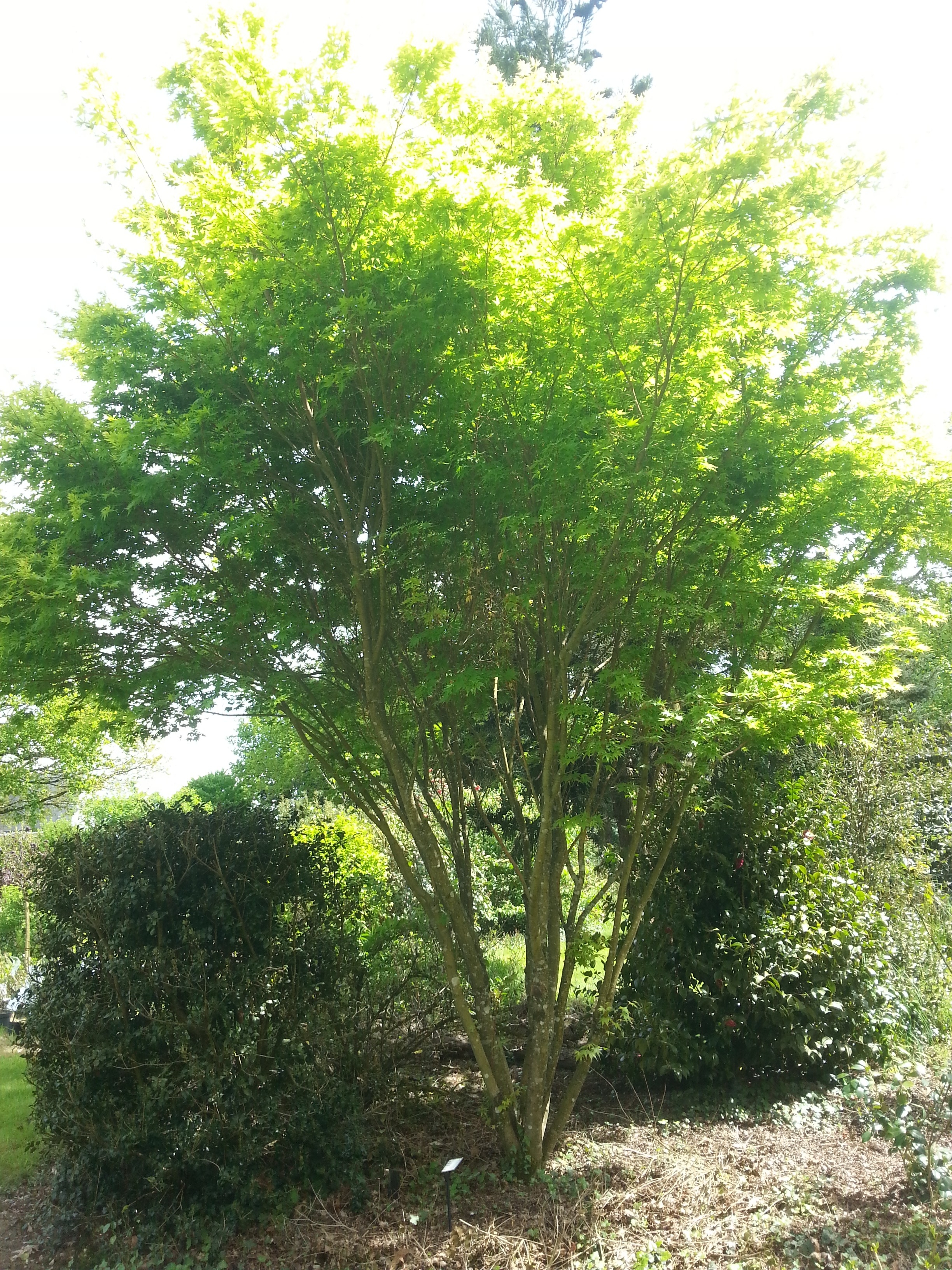 Acer palmatum 'Senkaki'
