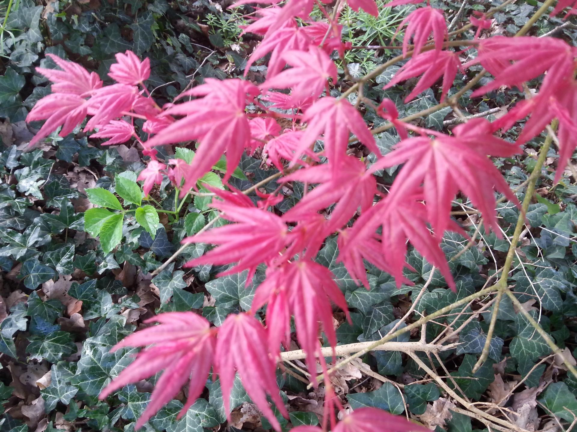 Acer palmatum 'Shin-deshôjô'