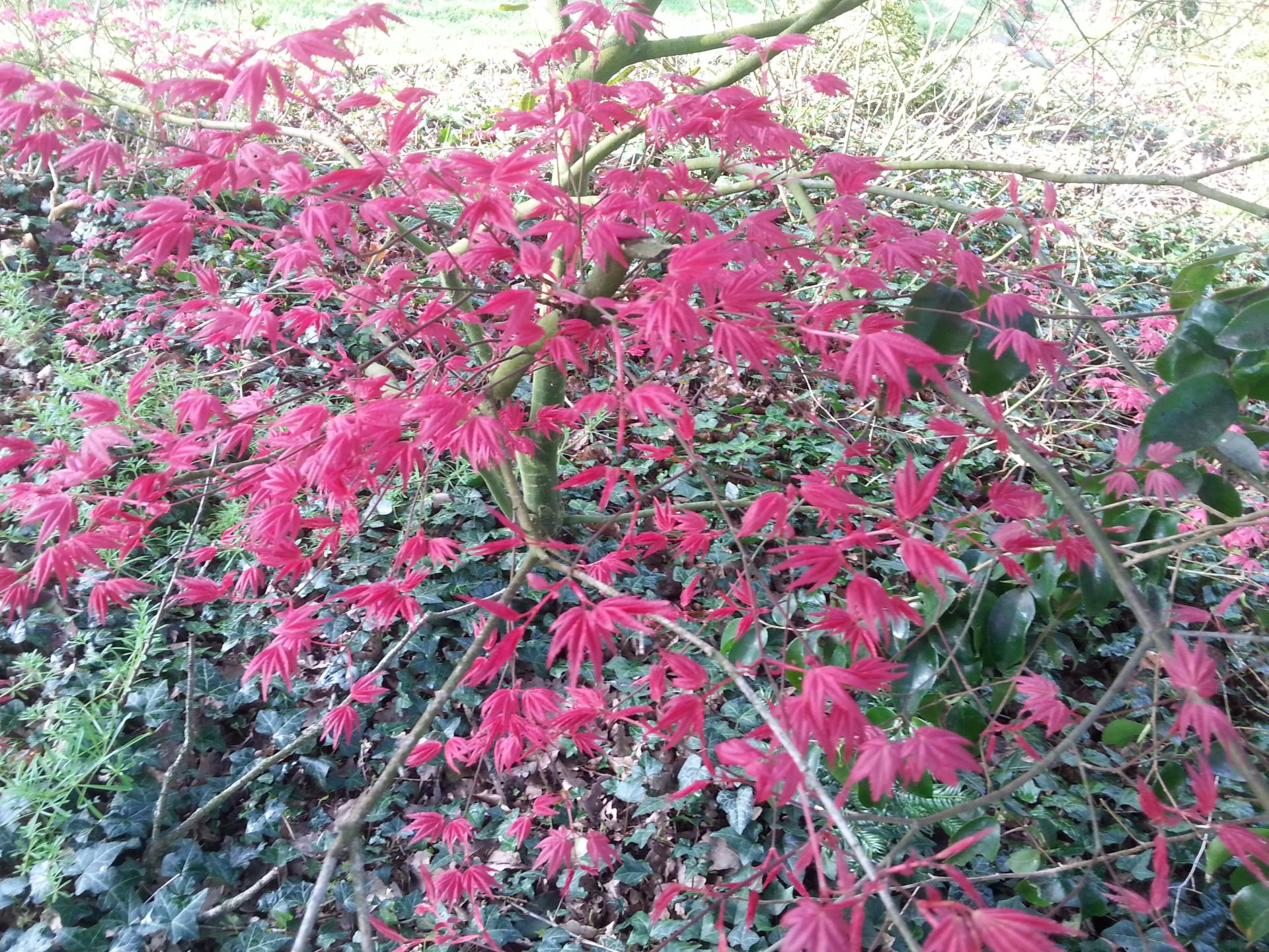 Acer palmatum 'Shin-deshôjô'