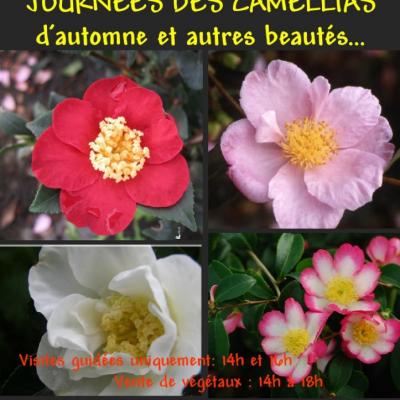 AFFICHE CAMELLIAS AUTOMNE-1-2014