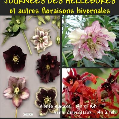 AFFICHE HELLEBORES 2015