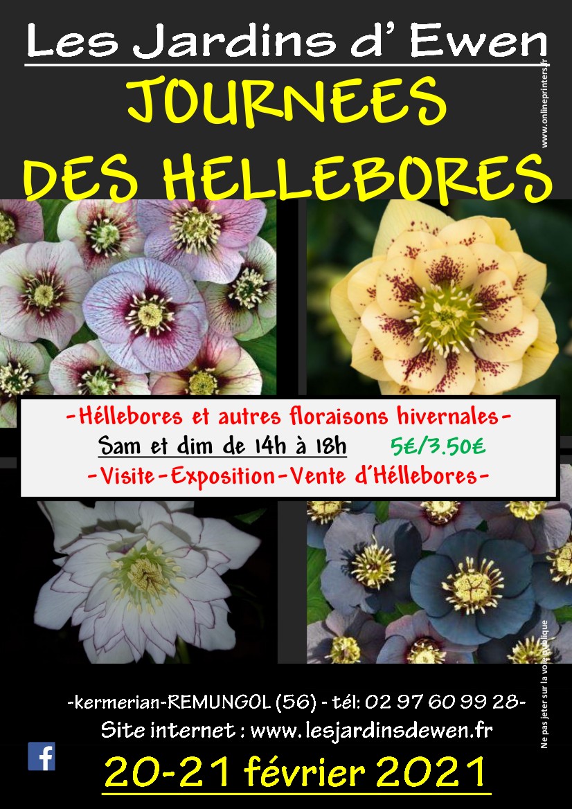 Affiche hellebores 2021