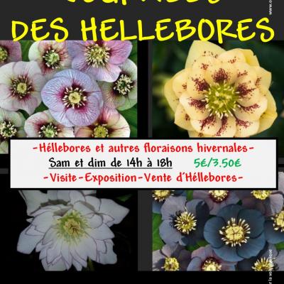 Affiche hellebores 2021