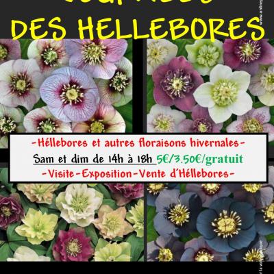 Affiche hellebores 2022