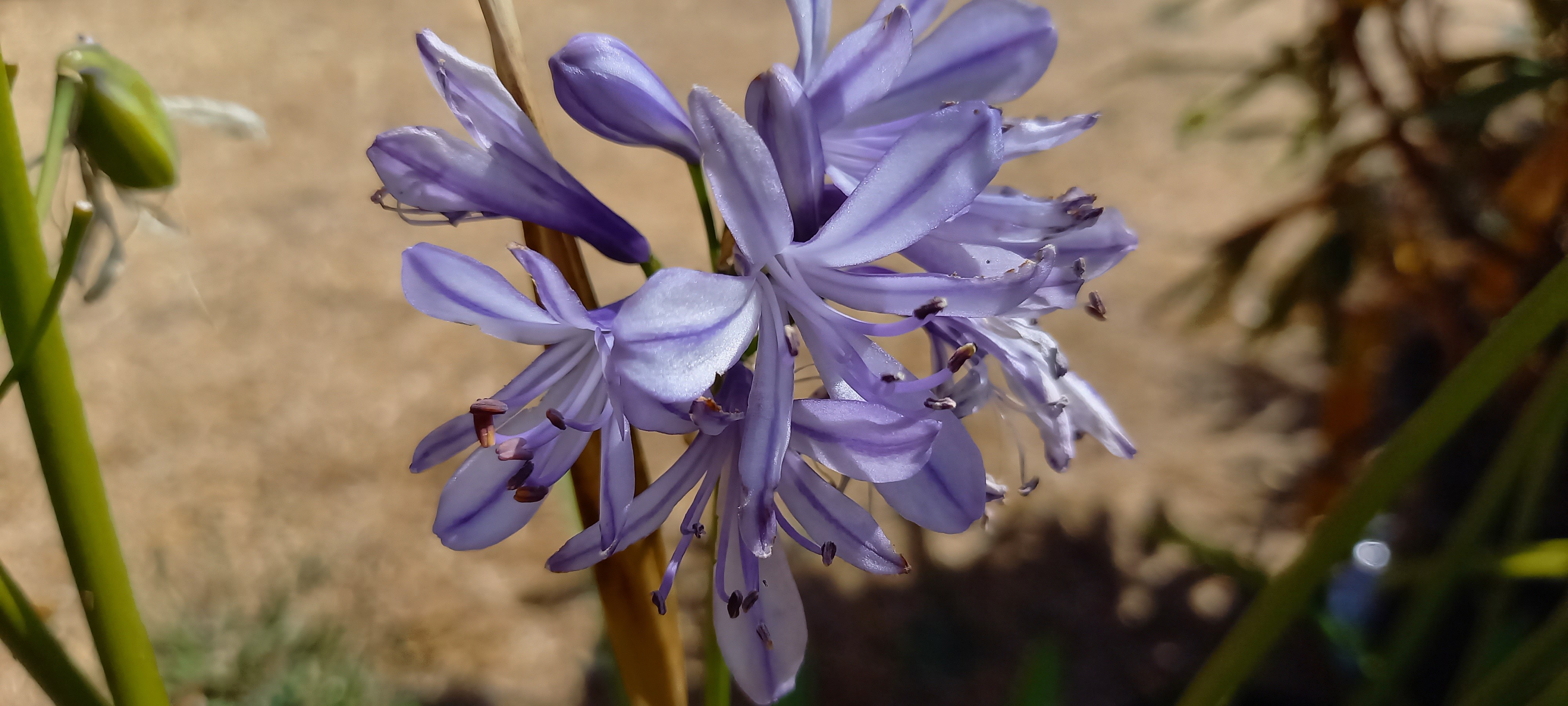 Agapanthus x 'Charlotte'