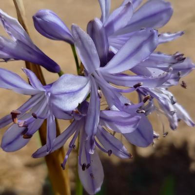 Agapanthus x 'Charlotte'