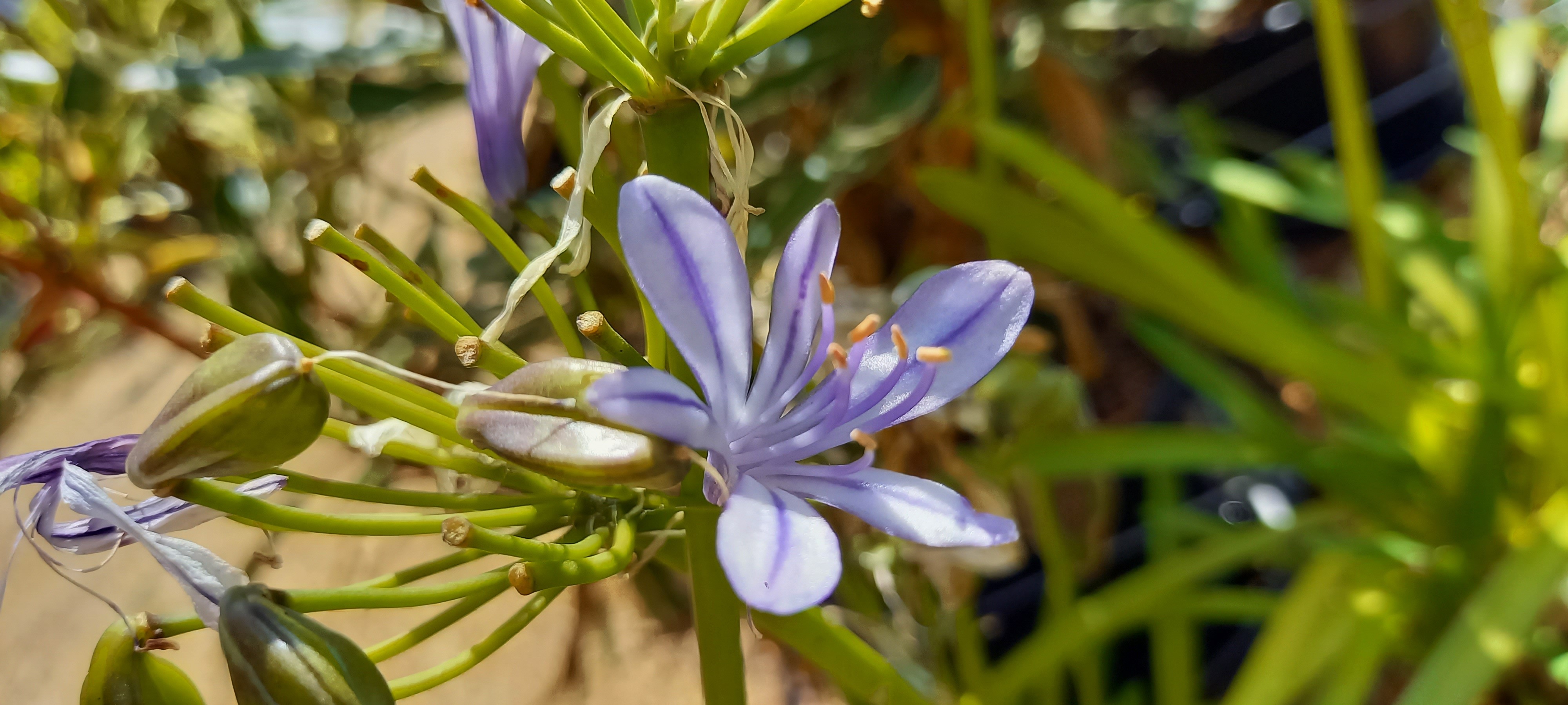 Agapanthus x 'Charlotte'