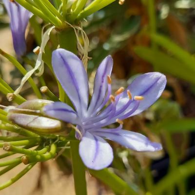 Agapanthus x 'Charlotte'