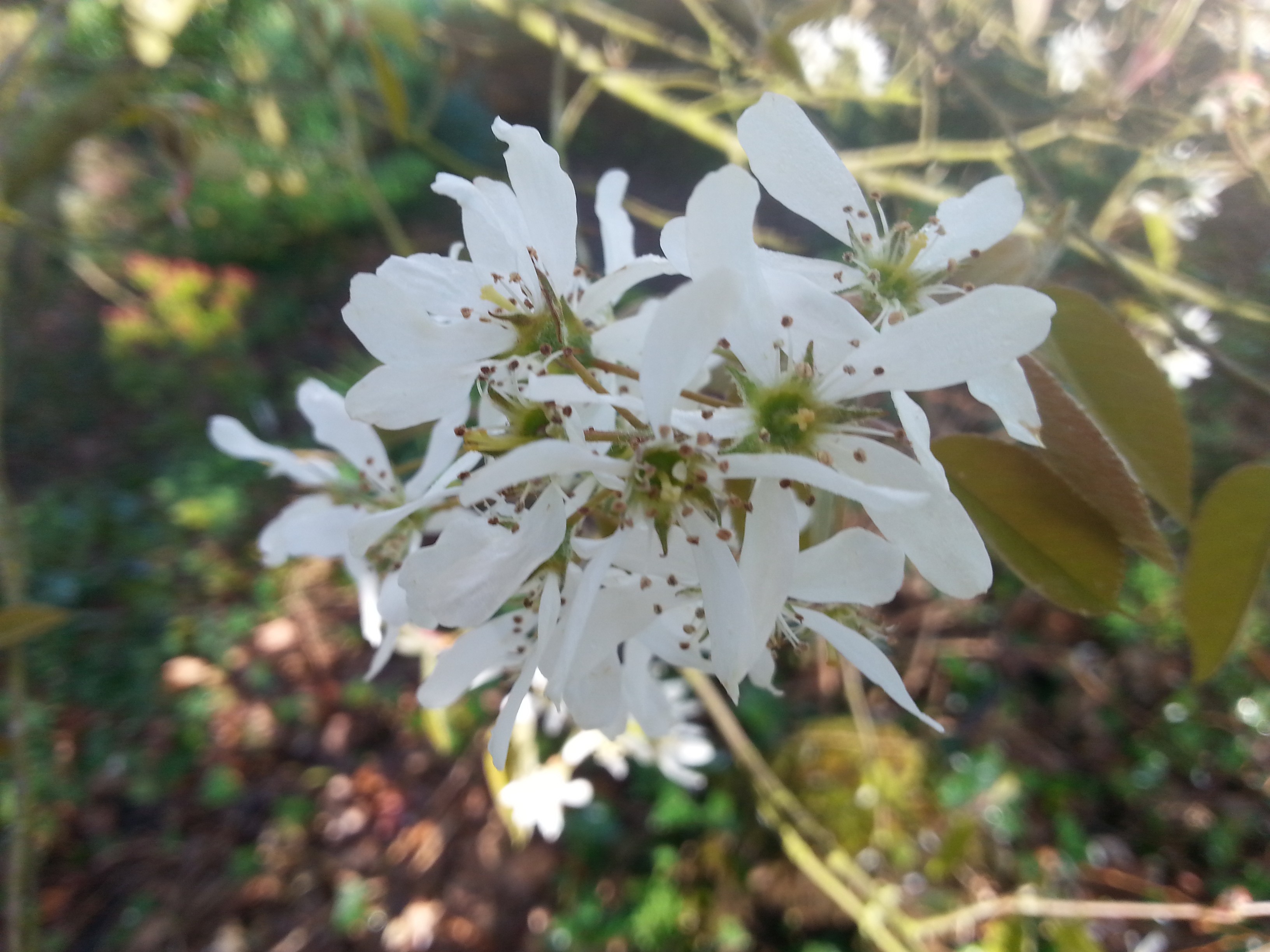 Amelanchier canadensis