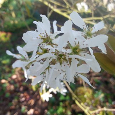 Amelanchier canadensis