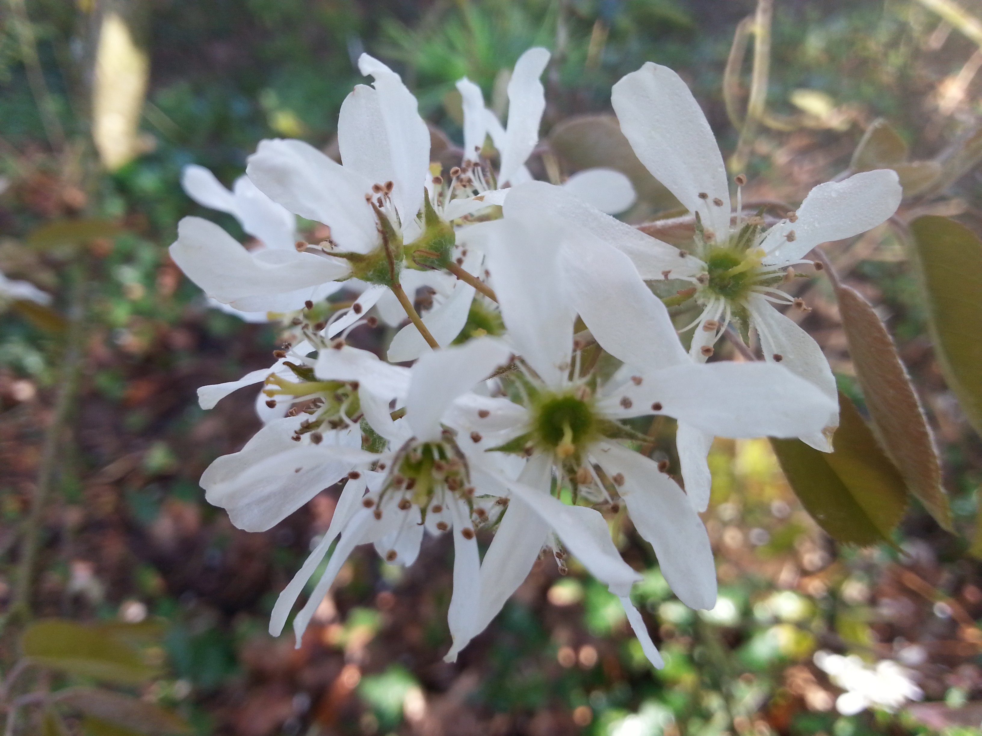 Amelanchier canadensis