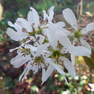 Amelanchier canadensis