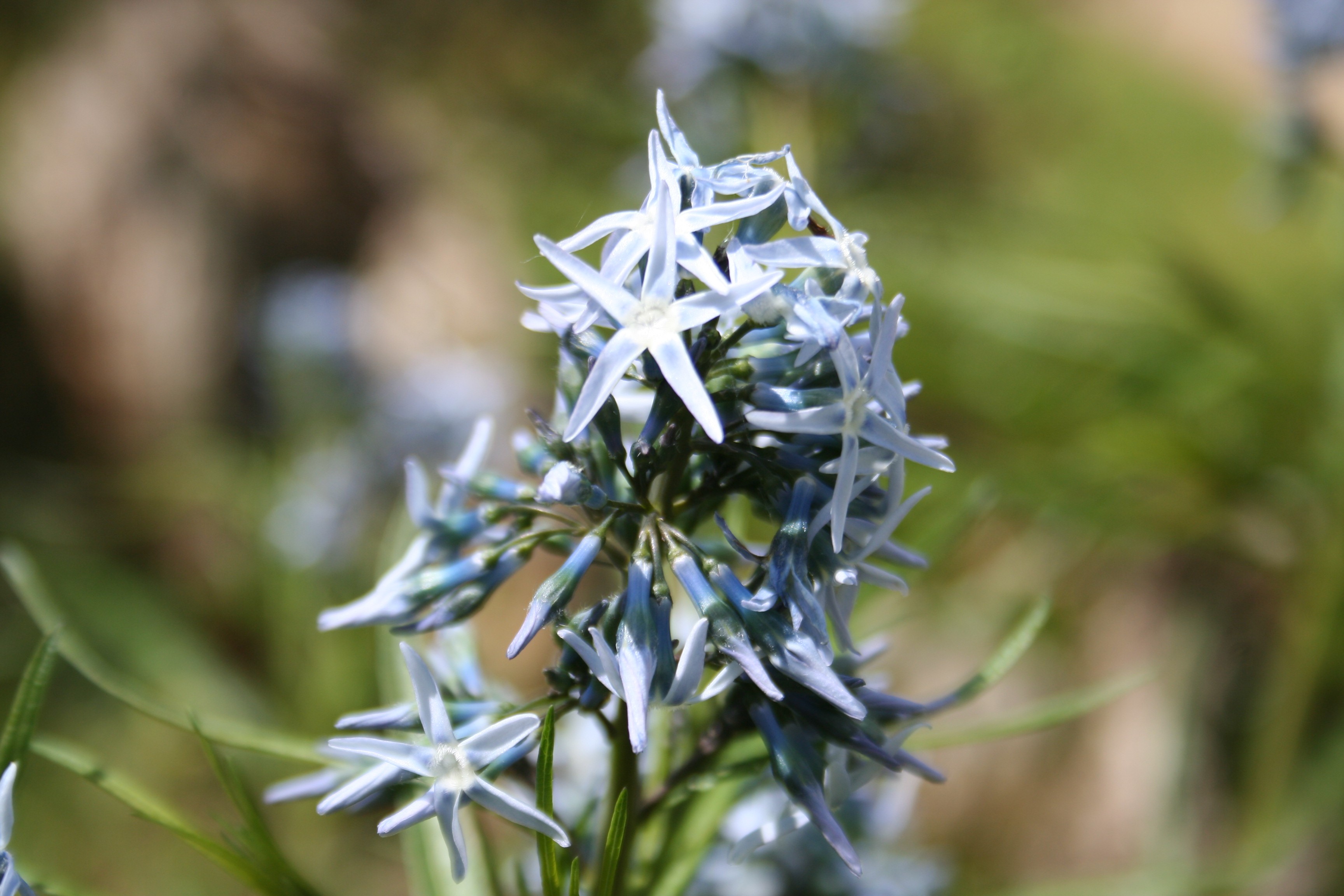 Amsonia hubrichtii