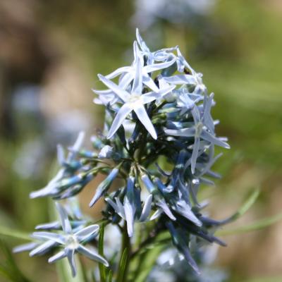 Amsonia hubrichtii