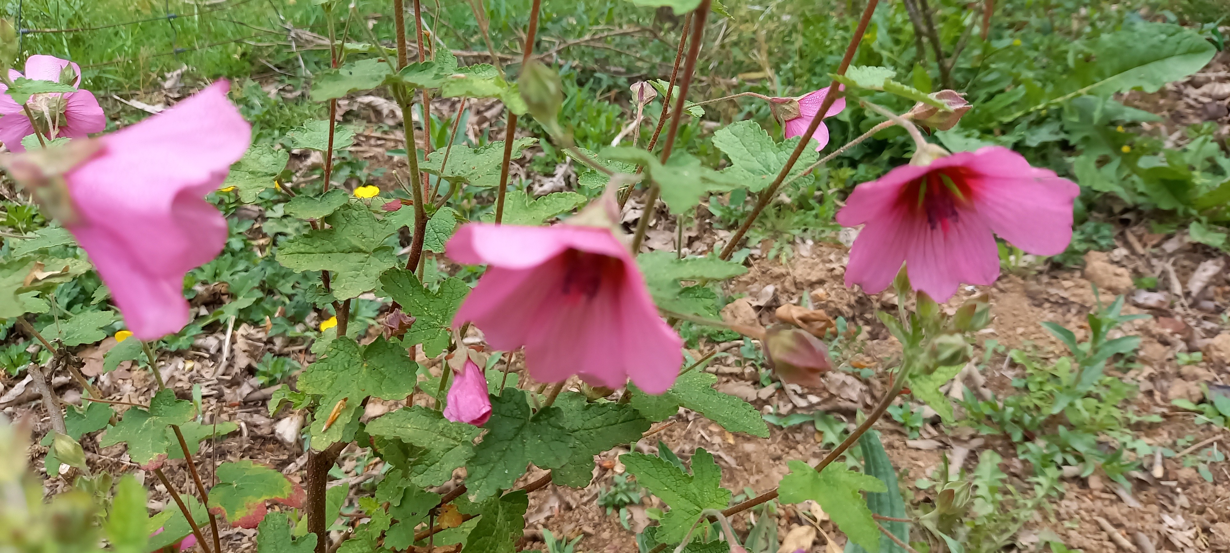 Anisodontea 'El Rayo'