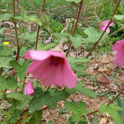 Anisodontea 'El Rayo'