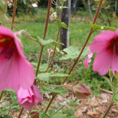 Anisodontea 'El Rayo'