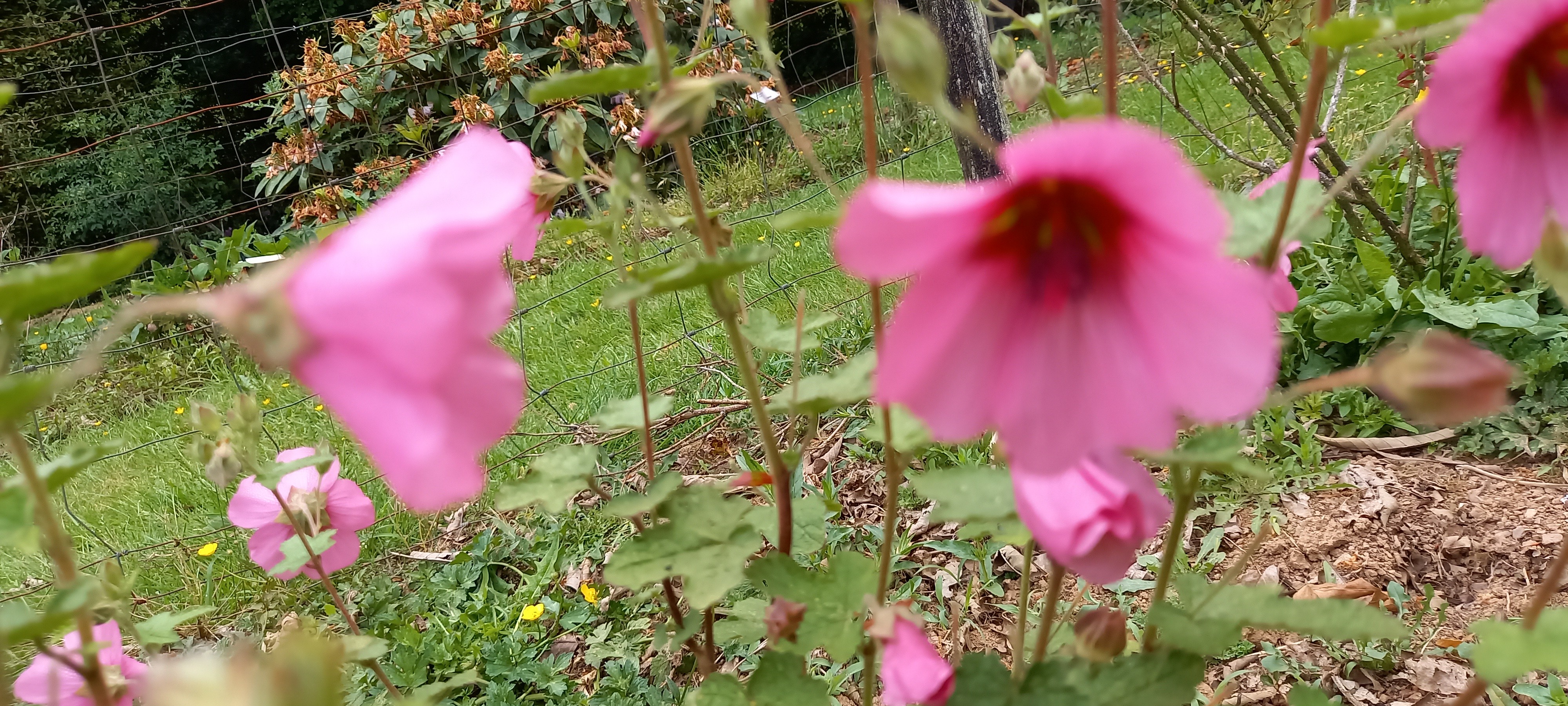 Anisodontea 'El Rayo'