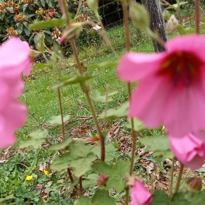 Anisodontea 'El Rayo'