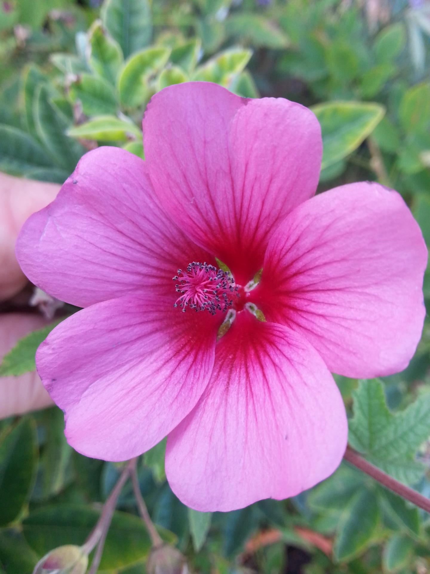 Anisodontea 'El Rayo'