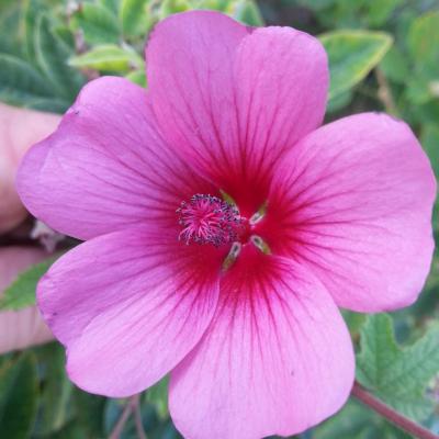 Anisodontea 'El Rayo'