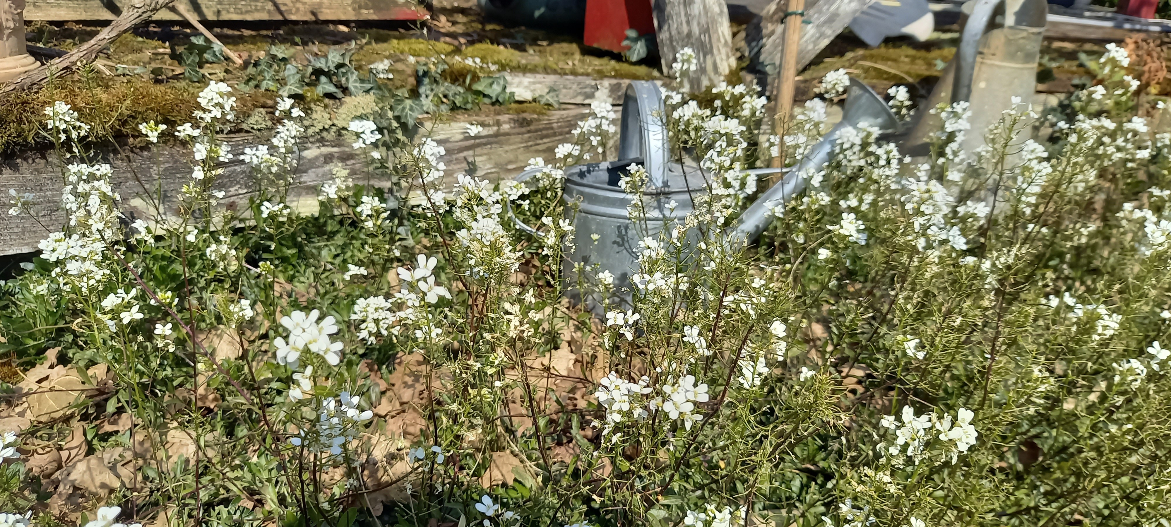 Arabis ferdinandi-coburgii 'Variegata'