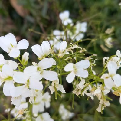 Arabis ferdinandi-coburgii 'Variegata'