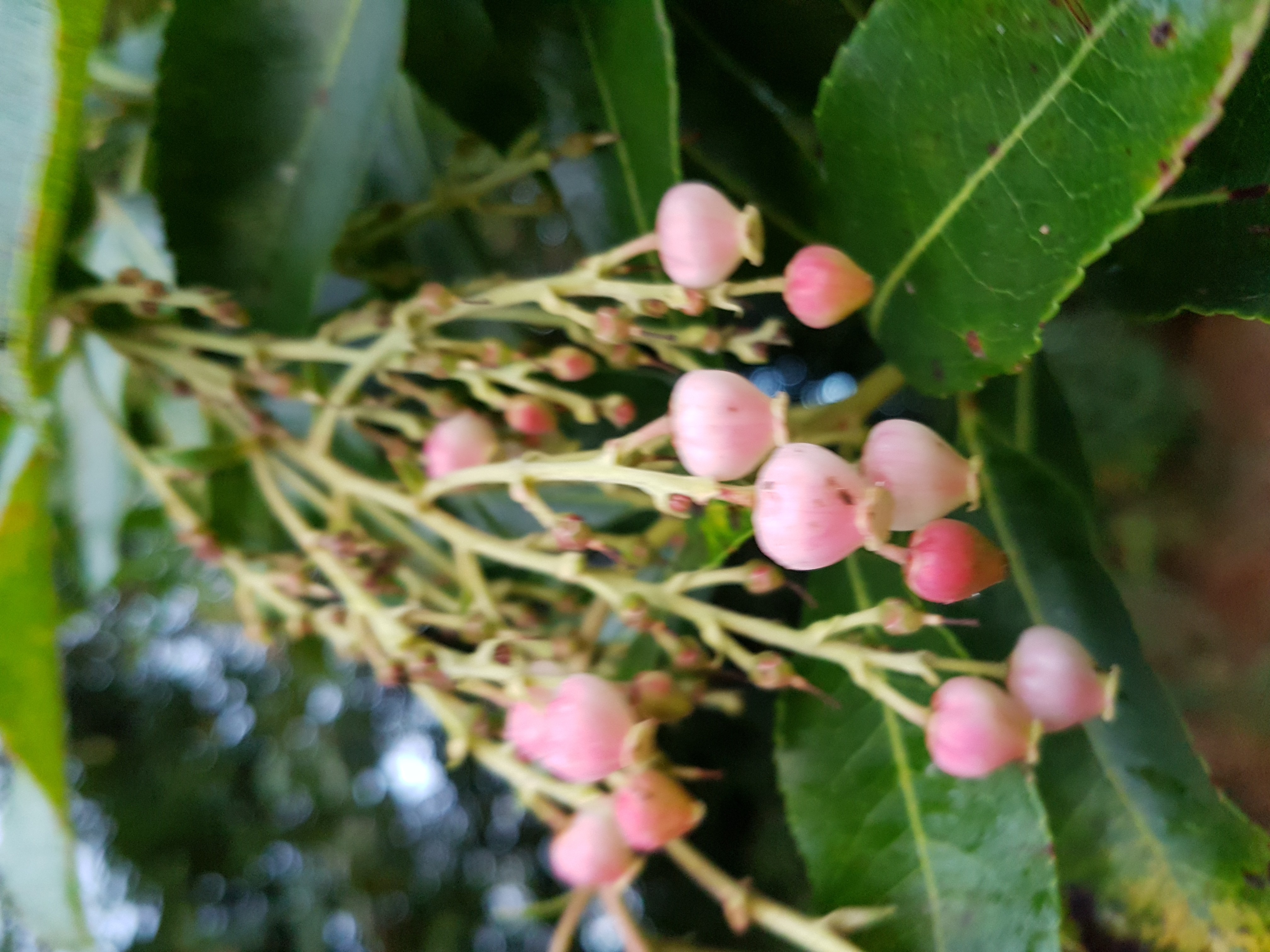 Arbutus 'Marina'