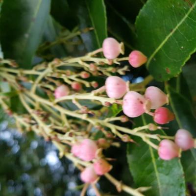 Arbutus 'Marina'