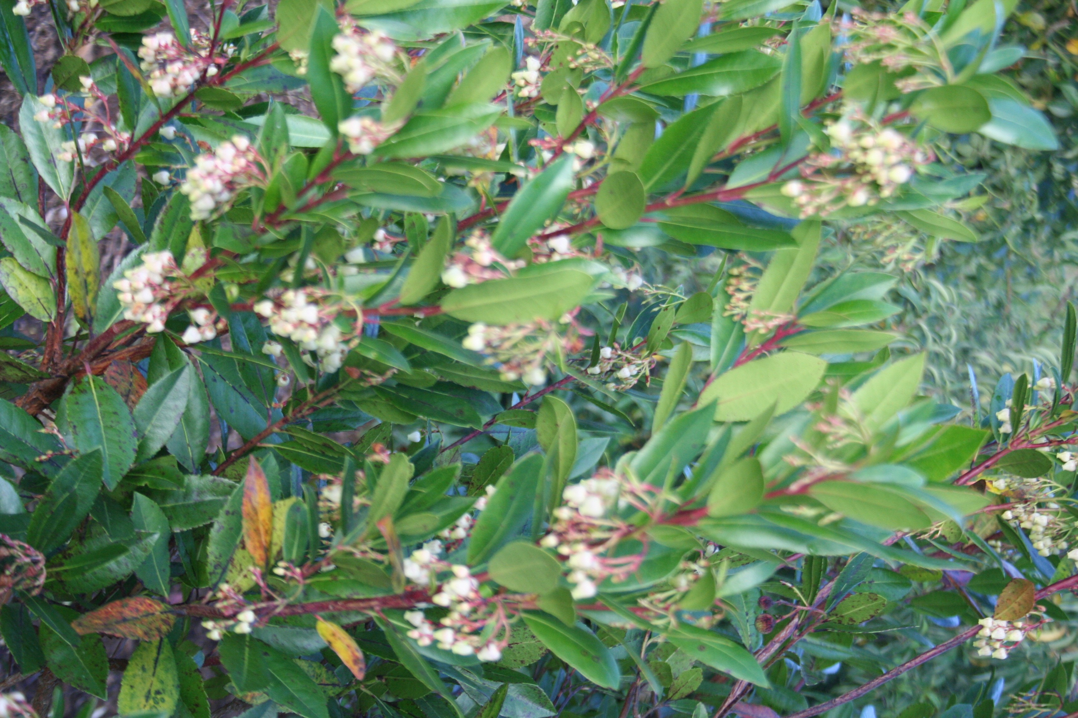 Arbutus unedo 'Compacta'