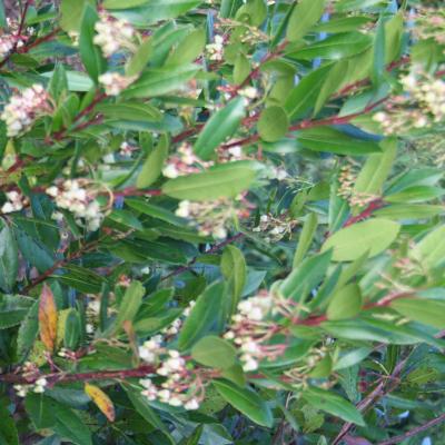 Arbutus unedo 'Compacta'