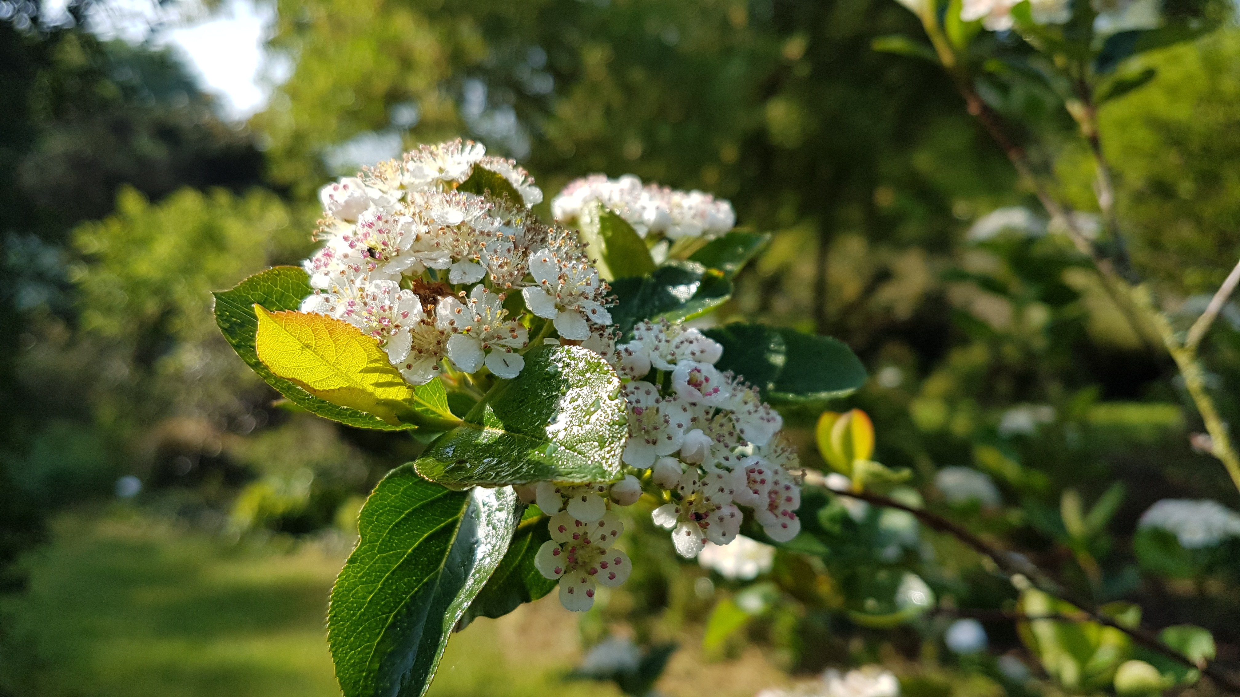 Aronia arbutifolia 'Erecta'