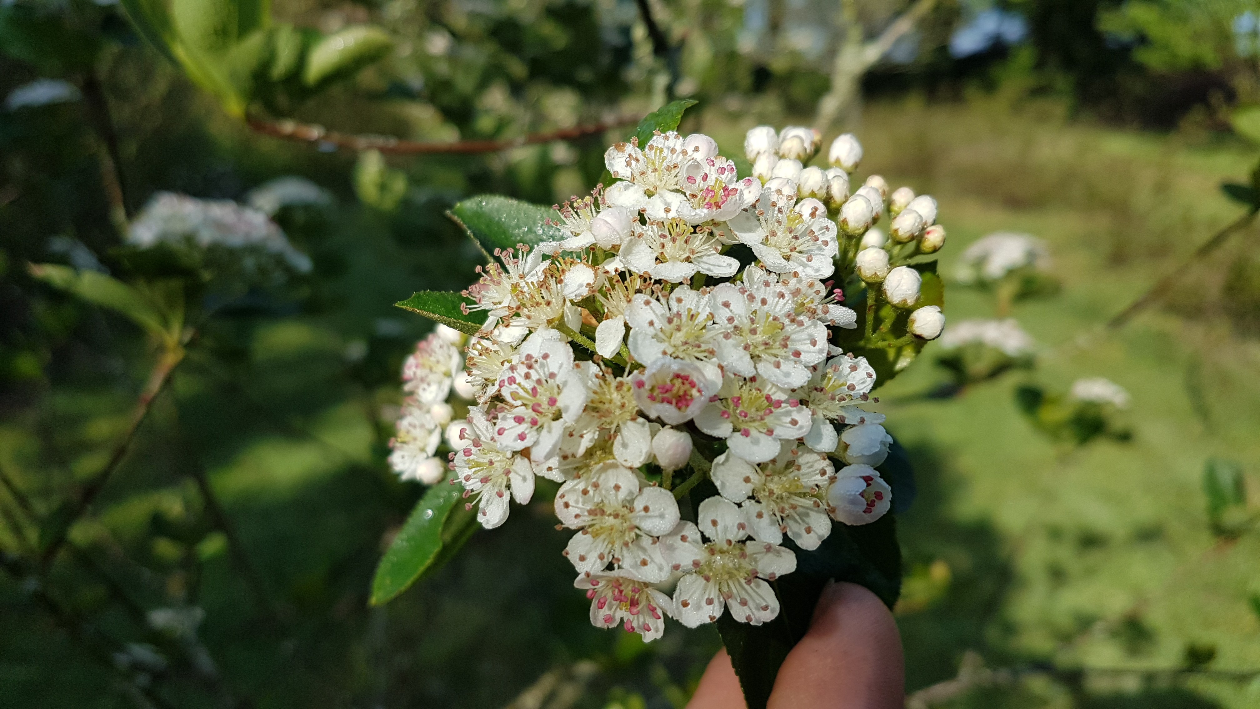 Aronia arbutifolia 'Erecta'