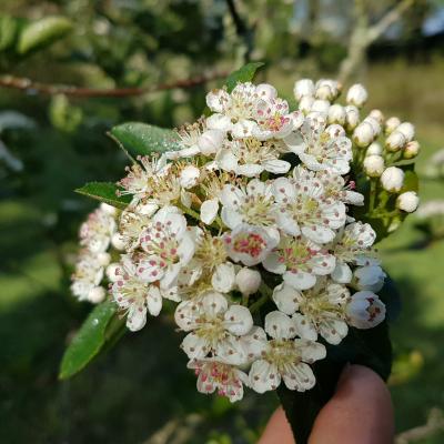 Aronia arbutifolia 'Erecta'