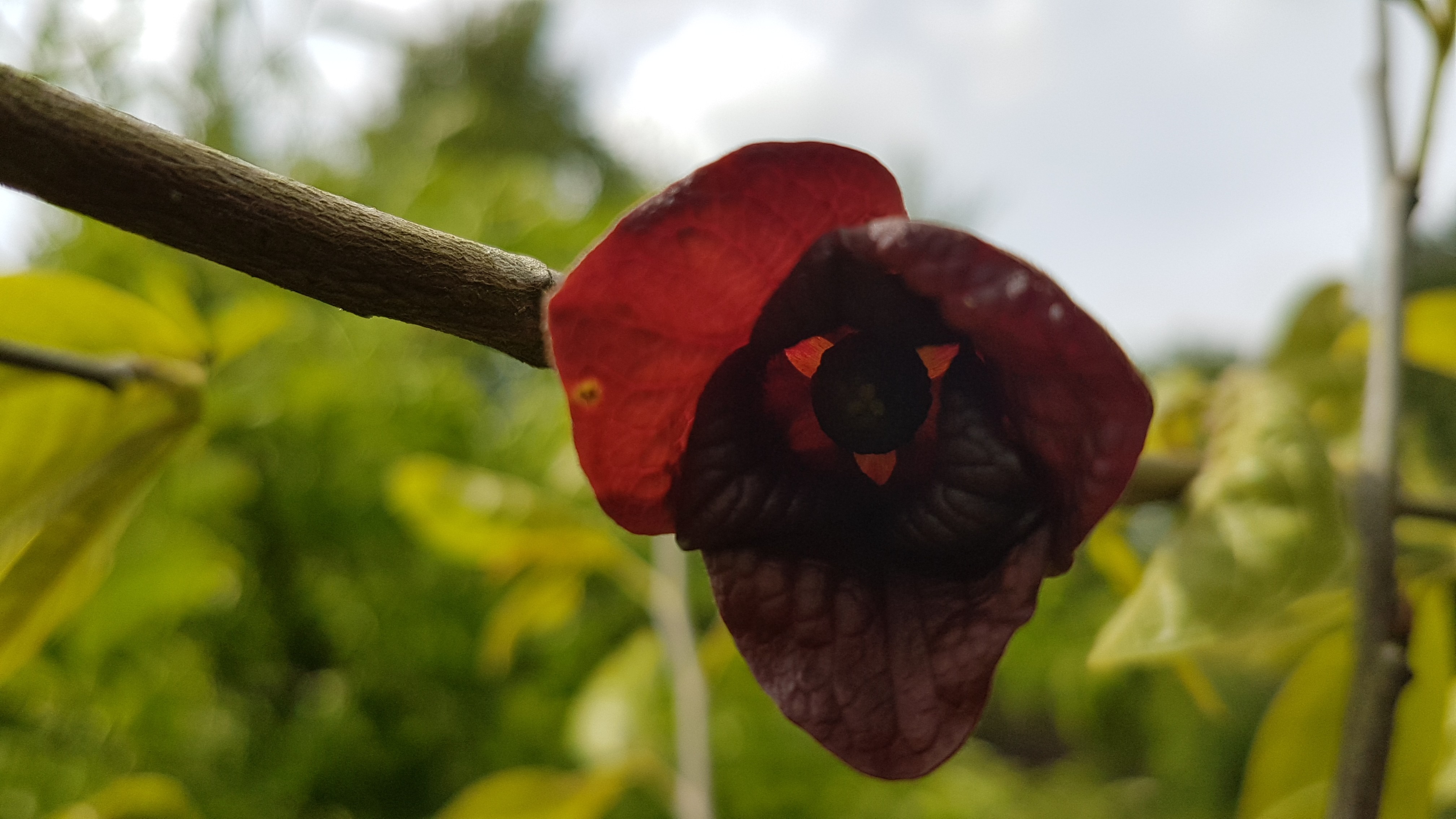 Asimina triloba 'Prolific'