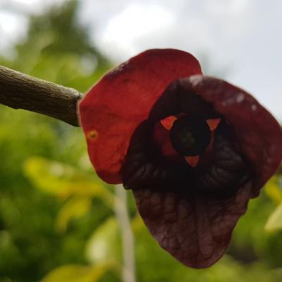 Asimina triloba 'Prolific'